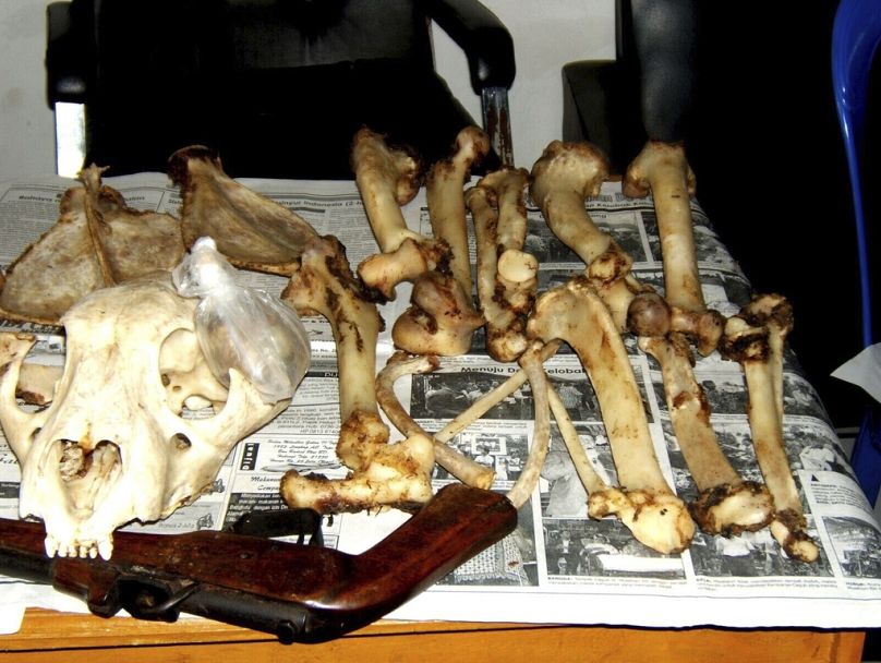 عظام نمور مُصادَرة معروضة على طاولة في إندونيسيا.