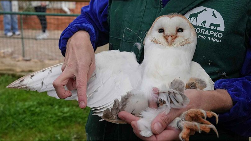 Conservation officer Anna Kazazou examines the wing of a barn owl at the Attica Zoological Park, near Athens, Jan. 21, 2025.