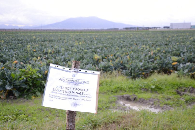Un campo coltivato vicino a Caivano è sequestrato dalla polizia, Napoli, Italia, 19 novembre 2013