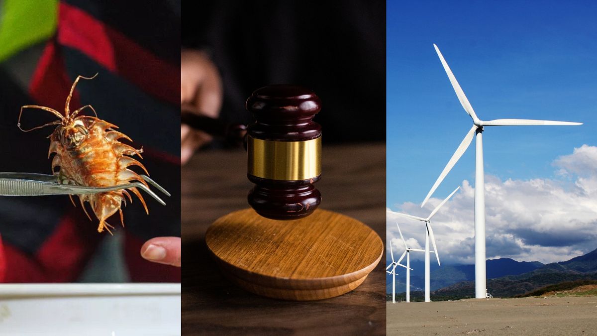 Deep discoveries, landmark lawsuits and rising renewables : Positive environmental stories from 2025
