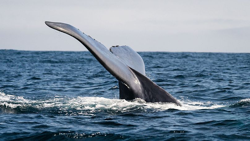 Spotting whales is part of daily life for the Copeland family