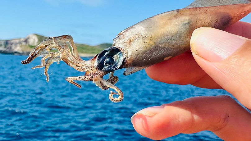 The sailing voyage is filled with discovering and surveying marine species