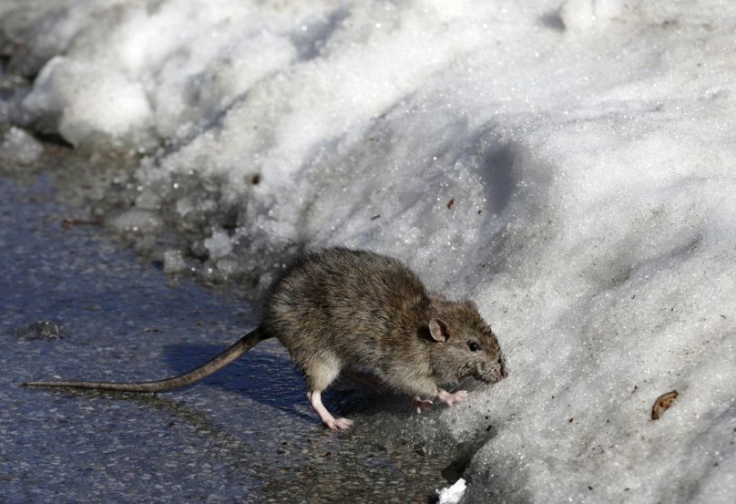 A rat is more likely to find food sources in urban areas