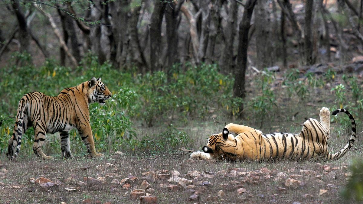 India doubles tiger population in a decade: Can other countries learn from its conservation efforts?