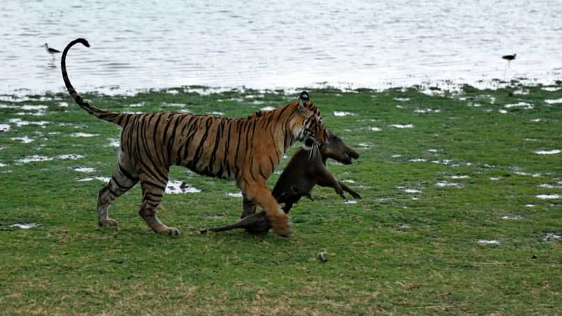 Hindistan'ın Rajasthan eyaletine bağlı Sawai Madhopur kentindeki Ranthambhore Milli Parkı'nda bir Bengal kaplanı, bir yaban domuzunu öldürdükten sonra sürükleyerek götürüyor.