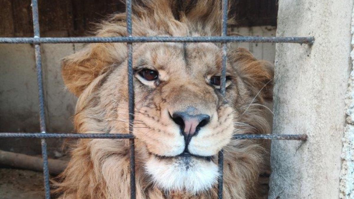 من أشبال النمور إلى الطيور المغردة: ضبط 20 ألف حيوان مهرب في عملية دولية ضخمة لمكافحة الاتجار