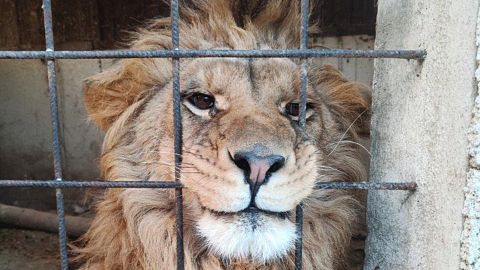 Globally, more than 100 companies involved in the trafficking of protected species were identified.