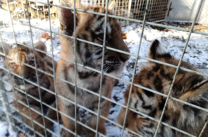 The operation led to the rescue of 18 big cats, including these tiger cubs in the Czech Republic.