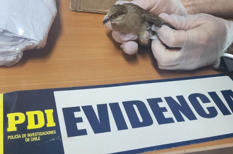 Overall, nearly 20,000 live animals, all endangered or protected species, were rescued.