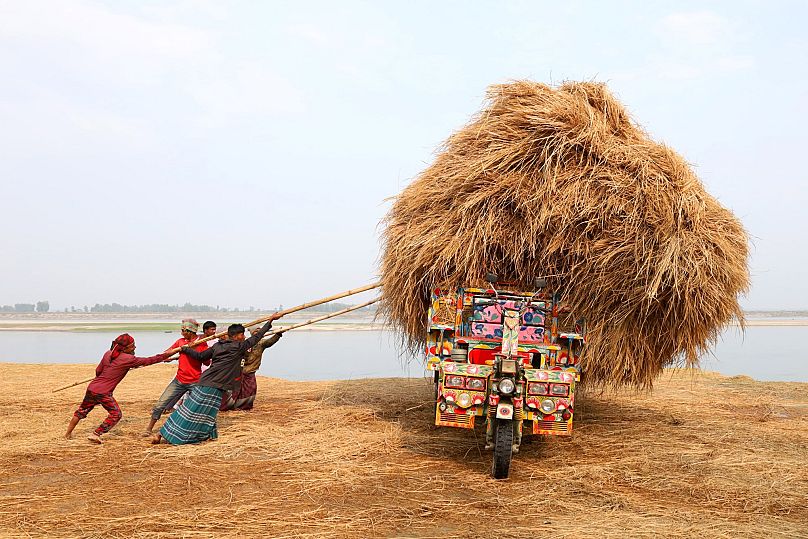 'Paja de arroz' de Syed Mahabubul Kader