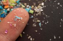 Tiny plastic particles are displayed on the tip of a finger.