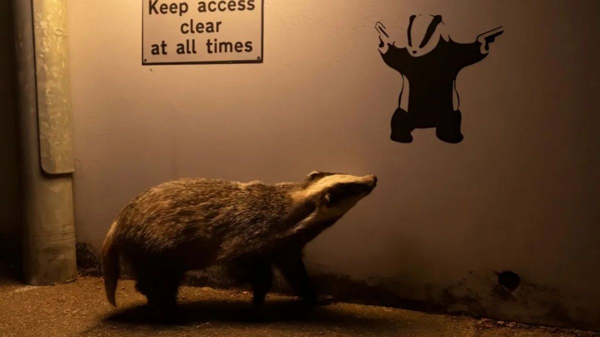 Fotografia de Texugo 'à la Banksy' Ganha Prêmio de Fotografia de Vida Selvagem