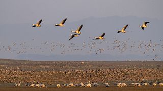Bar-headed geese gather at the Pong wetland in Nagrota Suriyan, Himachal Pradesh state, India.