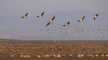 Bar-headed geese gather at the Pong wetland in Nagrota Suriyan, Himachal Pradesh state, India.