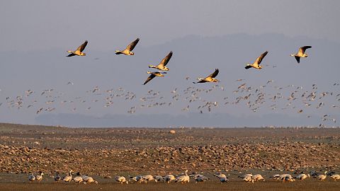 Bar-headed geese gather at the Pong wetland in Nagrota Suriyan, Himachal Pradesh state, India.