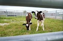Calves stand in a pen at a US animal disease centre research facility in August 2024.