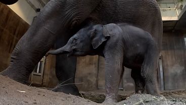 Oregon Zoo shows off new-born baby elephant