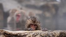 Record crowds at Japan’s hot springs create worries about macaque monkeys' welfare