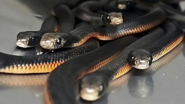 Red-belly black snakes are contained in a bucket after 102 of the reptiles were captured from a suburban Sydney yard, on Jan. 31, 2025.