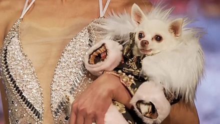 Défilé haute couture pour animaux de compagnie à la Fashion Week de New York