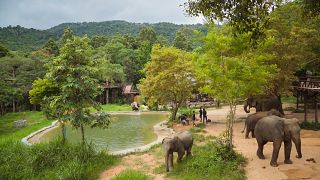 Surat Thani-Ko Samui-Samui Elephant Kingdom.
