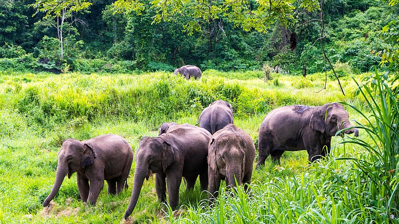 Lampang-Thai Elephant Conservation Centre.