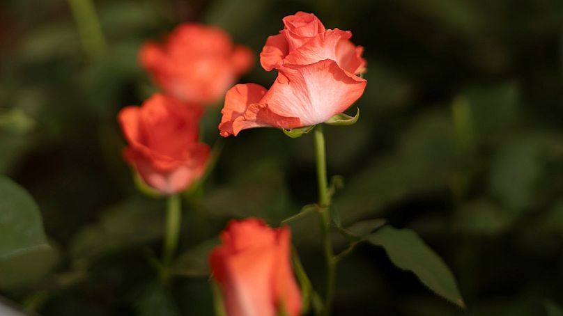 Fairtrade roses from Penta Flowers in Thika near Nairobi, Kenya