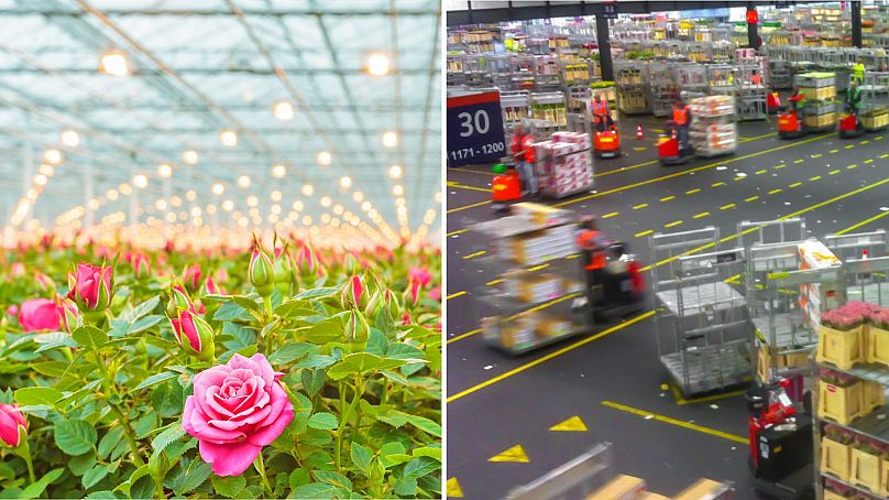 Pink roses in a Dutch Greenhouse (right) often end up at Aalsmeer Flower Auction (left) in The Netherlands