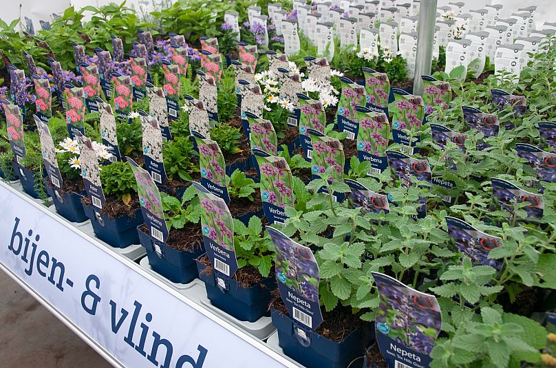 Plants at a nursery in The Netherlands certified with the sustainability label 'On the way to PlanetProof'