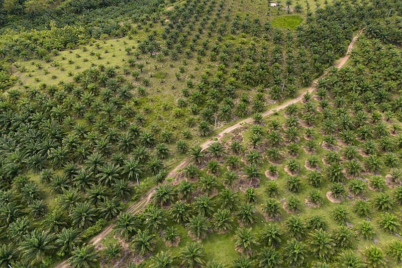 Une plantation d'huile de palme à Polewali Mandar, dans le Sulawesi du Sud, en Indonésie, le mardi 23 avril 2024.
