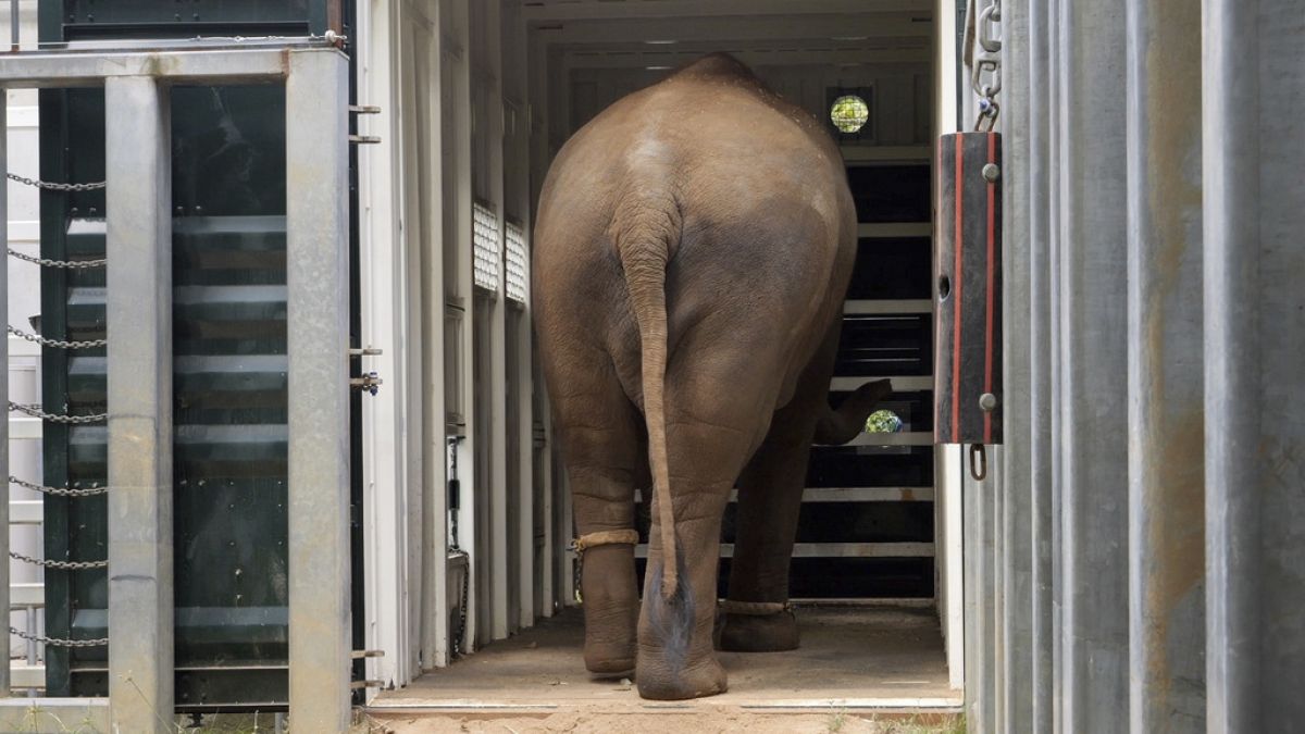 Elephant herd relocated to new 21-hectare enclosure at Werribee Zoo