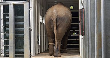 Video. Elephant herd relocated to new 21-hectare enclosure at ...