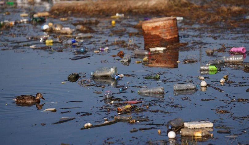 Las pajitas se han convertido en uno de los principales contribuyentes a la crisis de contaminación plástica y aparecen con frecuencia en las playas.