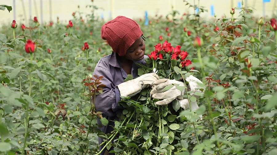 Invasive bugs and toxic pesticides hurt Kenya's Valentine's rose