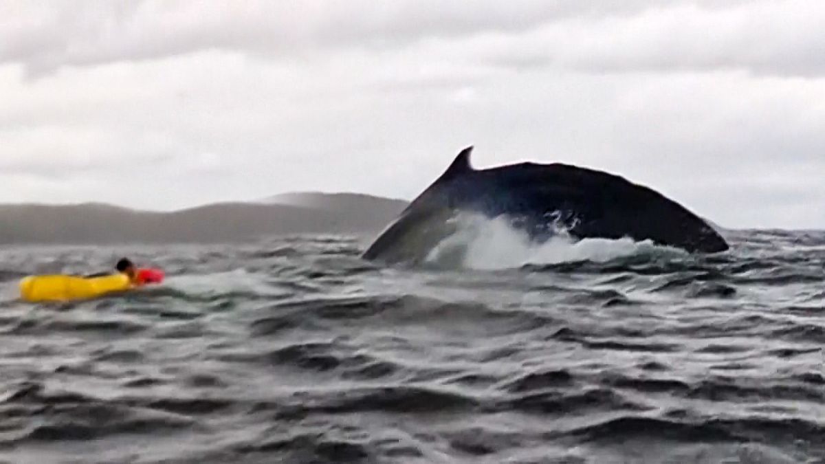 Humpback whale swallows, then releases, kayaker in Chilean Patagonia