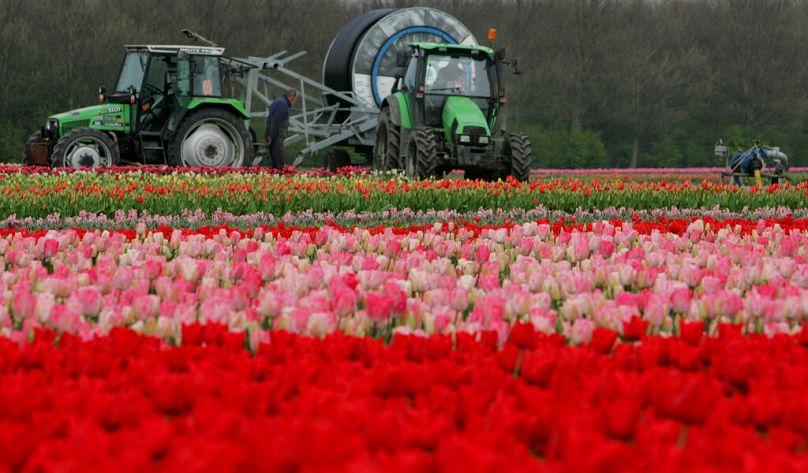 Uprawa tulipanów w Holandii