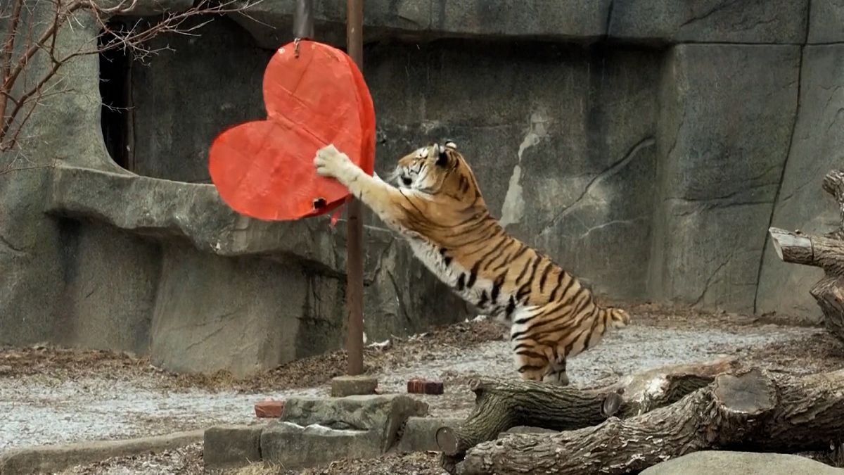 影片.芝加哥動物園給予珍貴的動物情人節點心