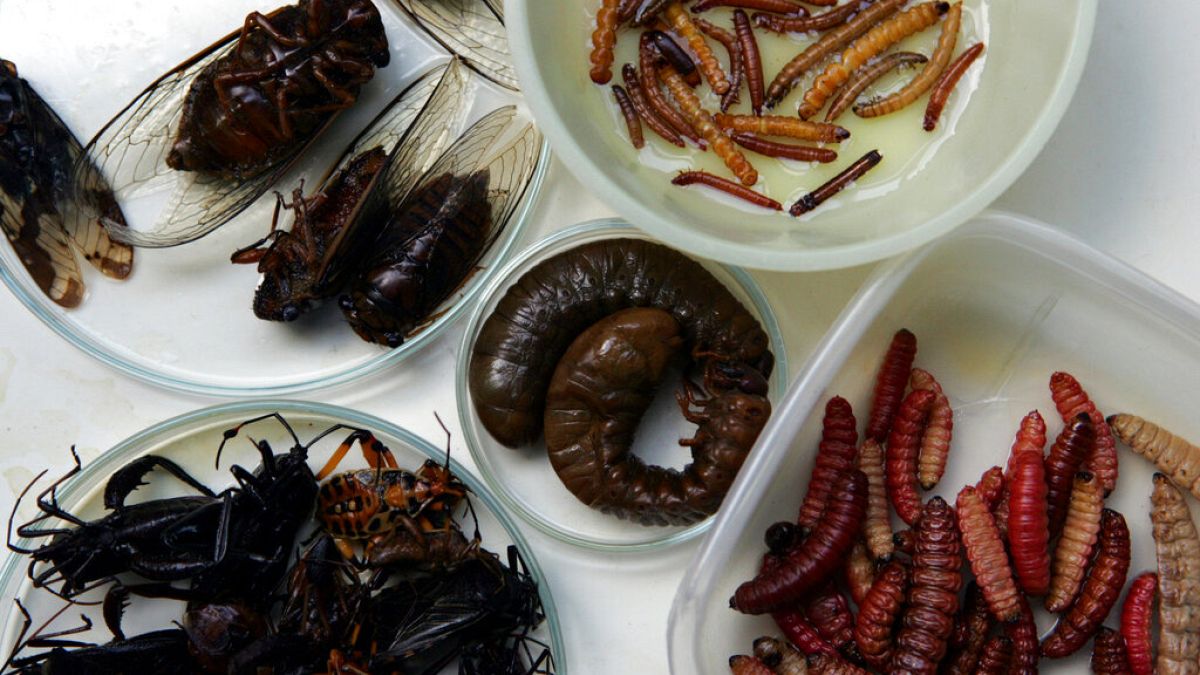 Echa Insect Έλεγχος γεγονότων: Όχι, η ΕΕ δεν επέτρεψε την εισαγωγή επικίνδυνων ...