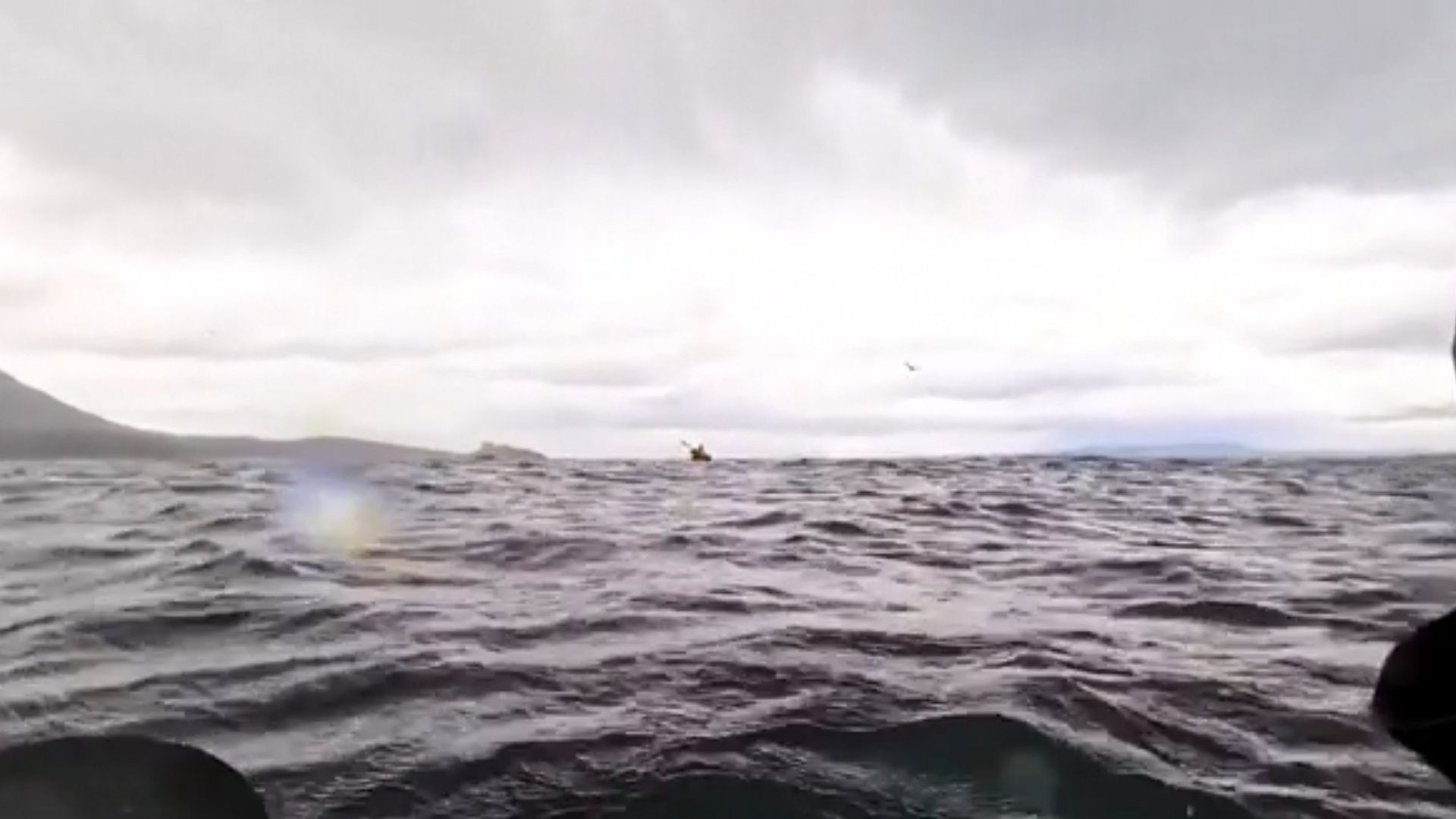 Video. Why a humpback whale can't really swallow a human Euronews