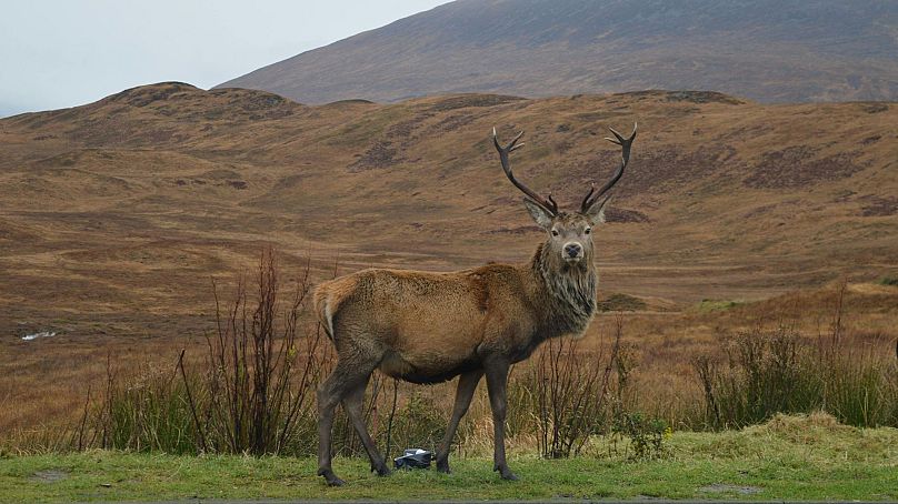 A majestic red deer in the Scottish Highlands