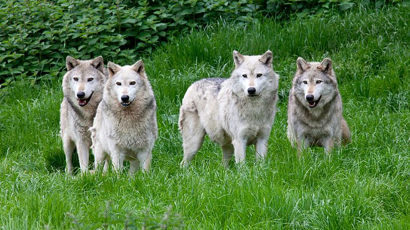 A pack of four European wolves playing in grass