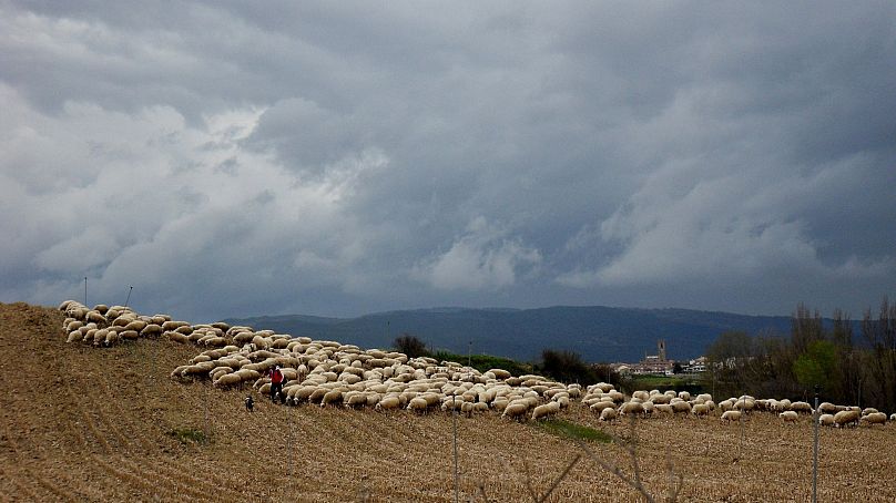 A field of sheep in Spain