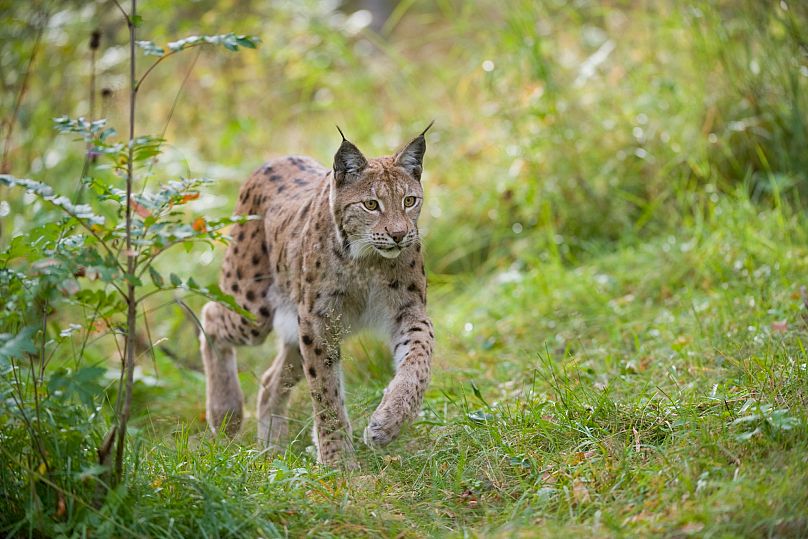 Adult female European lynx walking through woodland in Norway