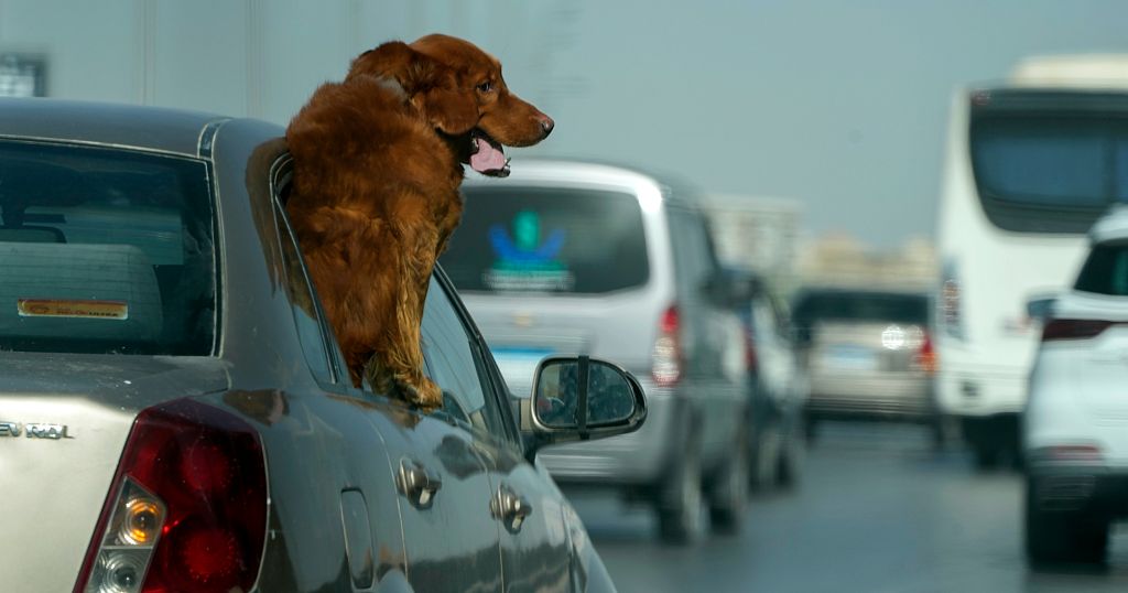 Cairo dog cafe offers space for owners and pets to hang out together Cairo dog cafe offers space for owners and pets to hang out together