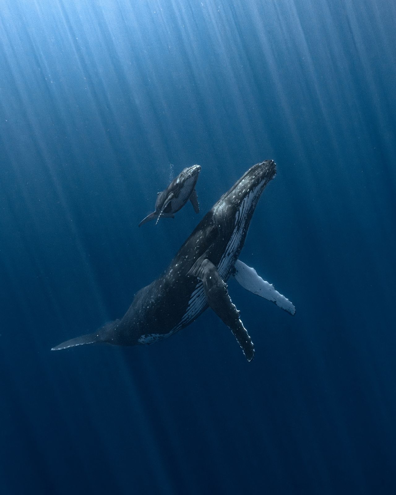 'Radiant Bond', foto de una ballena jorobada y su cría de Álvaro Herrero (Fotógrafo Subacuático del Año 2025)