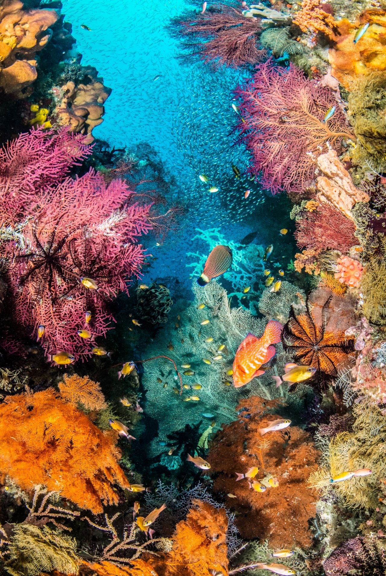 'Caleidoscopio de colores' de Catherine Holmes (Foto ganadora en la categoría Arrecifes de coral)