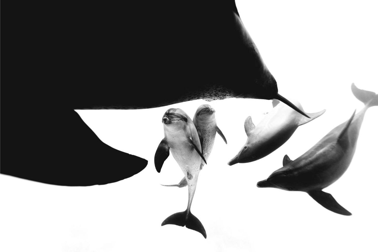 'Persiguiendo delfines' de Enric Gener (Foto ganadora en la categoría de blanco y negro)