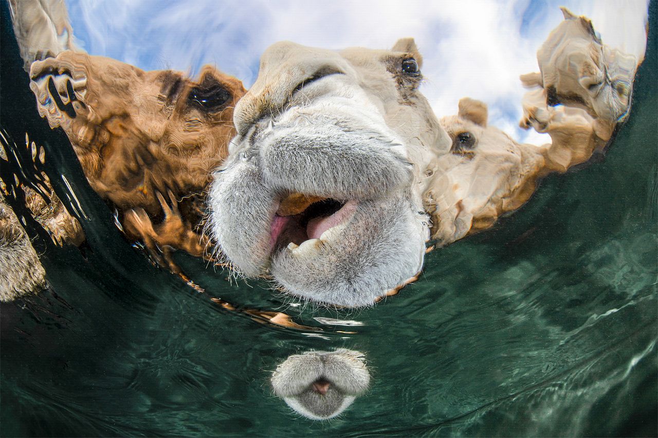 'Hidratación' de Abdulaziz Al Saleh (Foto ganadora en la categoría de Retrato)