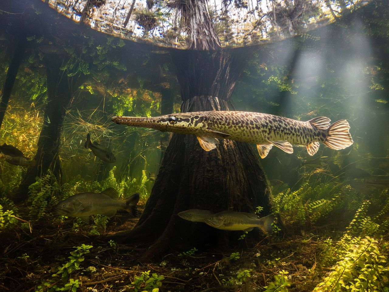 'La belleza del pantano' de Bryant Turffs (Foto ganadora en la categoría Compacta)