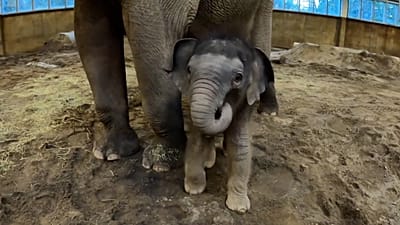 Video. Oregon Zoo's baby elephant to make debut appearance on 21 ...